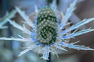 Blue Sea Holly Thistle