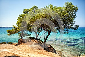 Blue sea and pine trees