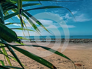 Azul el mar a costa para de palmera un árbol cielo azul 