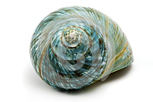 Blue Sea Shell