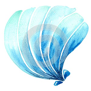 Blue sea shell watercolor illustration for decoration on marine life.