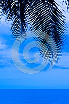 Blue sea and sky with coconut leaves texture