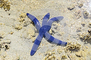 Blue Sea Star