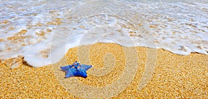 Blue sea star at the sand beach