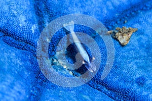 blue sea star shrimp