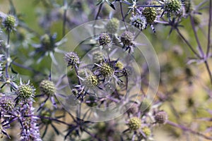 Blue sea thistle flower / sea holly