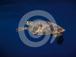 blue sea water and glowing hawksbill turtle in the sun