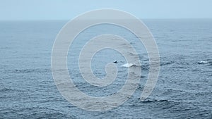 Blue sea with waves and swimming dolphins. Clip. Wild dolphins swimming in open sea in cloudy weather. Exciting sight of