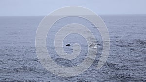 Blue sea with waves and swimming dolphins. Clip. Wild dolphins swimming in open sea in cloudy weather. Exciting sight of