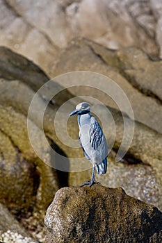 Blue seabird on rocks photo