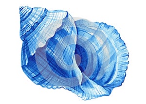 Blue seashell on isolated white background, watercolor hand-drawing painting illustration. Summer Sea shell blue clipart