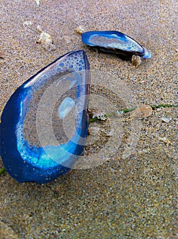 Blue seashells washed up on the beach