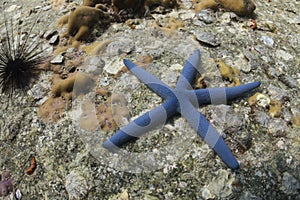 Blue seastar (linckia laevigata) at Lipe island