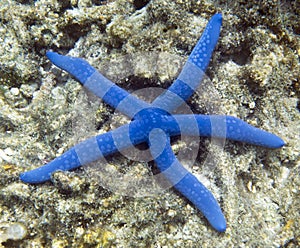 A blue seastar in Togian island