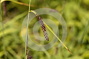 Blue sedge Carex flacca photo