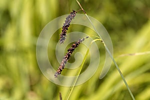 Blue sedge Carex flacca photo