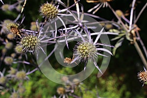 Blue `Serbian Sea Holly` flower - Eryngium Serbicum Pancic