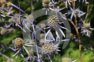 Blue `Serbian Sea Holly` flower - Eryngium Serbicum Pancic