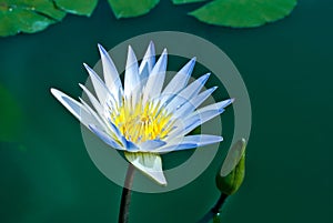 Blue shade of white lotus flower in morning light
