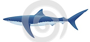 Blue Shark