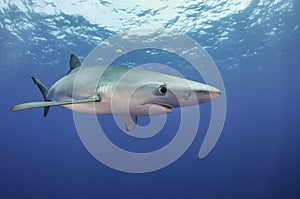 Blue Shark