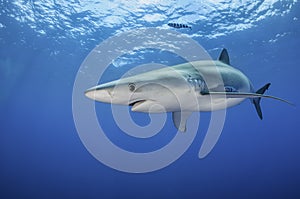 Blue Shark