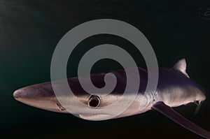 Blue Shark