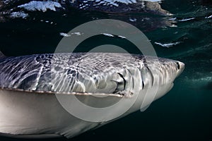 Blue Shark in Dark Waters