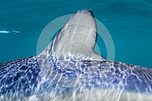 Blue Shark Dorsal Fin Underwater