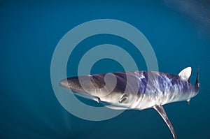 Blue Shark in the Open Ocean