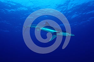 Blue shark (Prionace glauca)