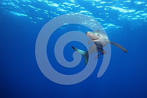 The blue shark Prionace glauca in the ocean blue