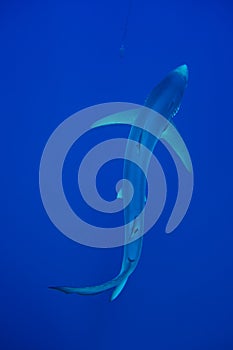 Blue shark (Prionace glauca)
