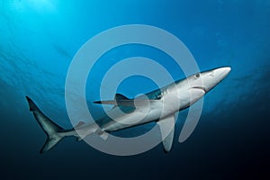 Blue shark, prionace glauca, South Africa
