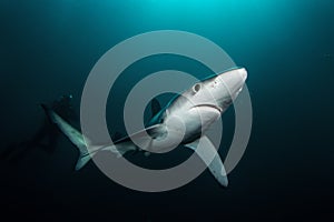 Blue shark, prionace glauca, South Africa