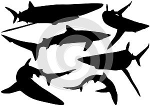 Blue Shark Silhouettes