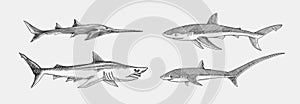 Blue shark and Sixgill sawshark. Sand and Thresher shark. Marine predator animal. Sea life. Hand drawn vintage engraved