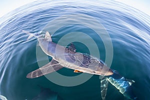 Blue Shark Swimming in Calm Water