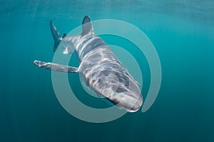 Blue Shark Swimming in Shallow Waters