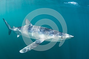 Blue Shark Swimming in Sunlit Waters