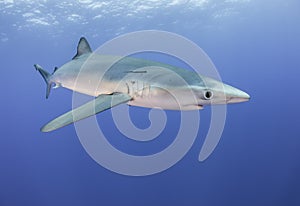 Blue Sharks