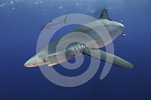 Blue Sharks