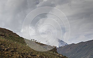 Blue Sheep on mountain cliff at Kibber, Spiti Valley, Himachal Pradesh, India