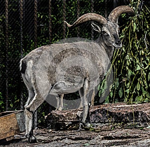 Blue sheep near the fence 1