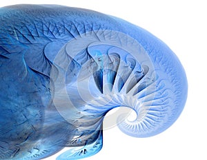 Blue Shell - Fractal Art