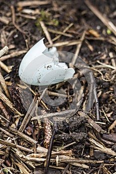 Blue shell of the hatched starling is thrown out of the nest on