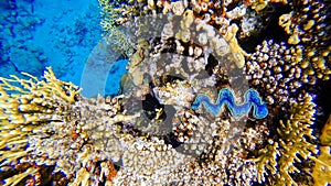 blue shell lurks in the corals at the bottom of the red sea waiting for prey