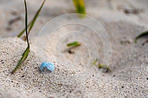 Blue shell in the sand. Little blue shell in the sand.