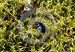 Blue shining bug, Lithuania