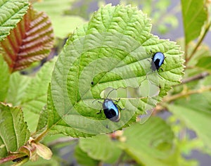 Blue shining bugs on green leaf, Lithuania